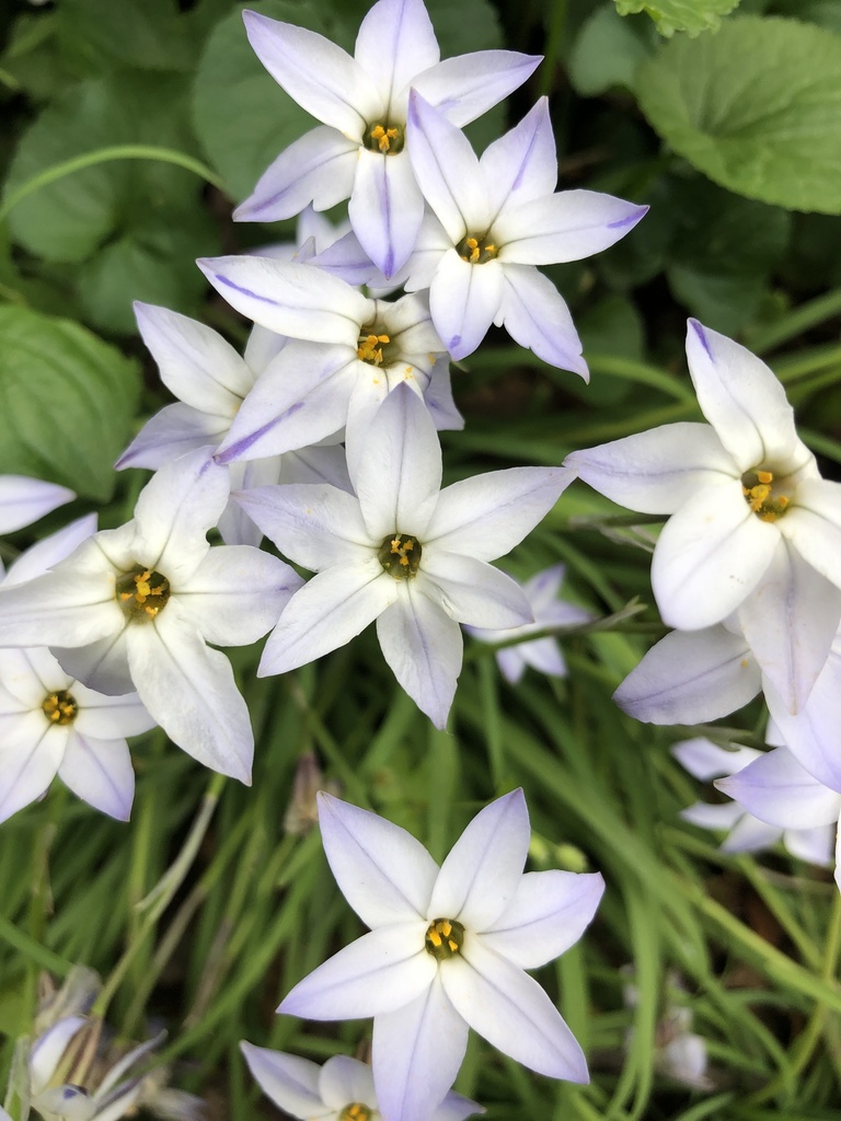Ipheion uniflorum (Spring star flower), non-native California herb