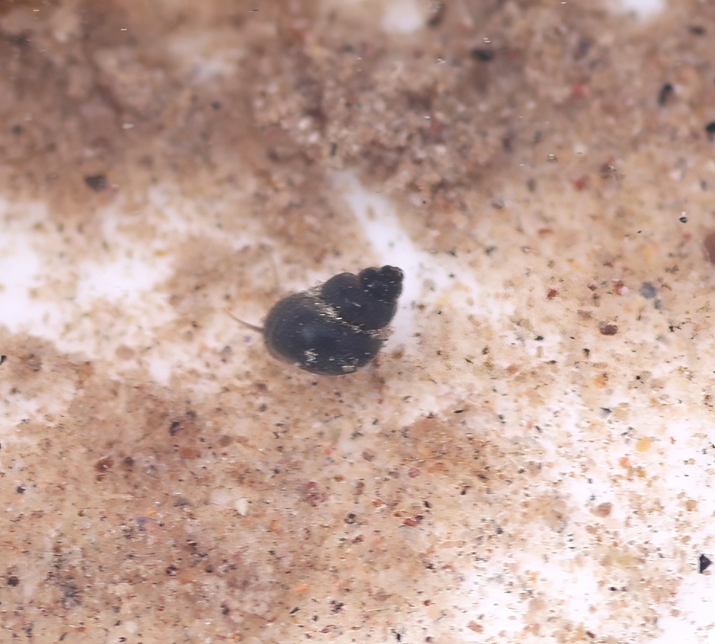 Ipnobius robustus (Robust Tryonia), California species