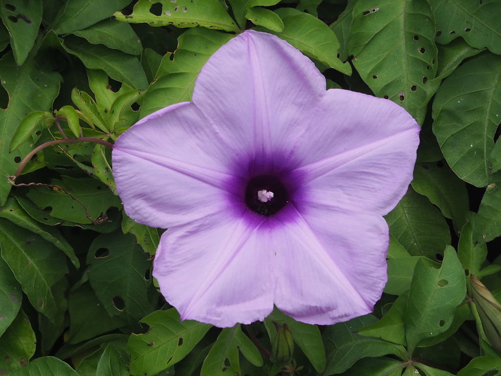 Ipomoea cairica (Mile a minute vine), non-native California vine