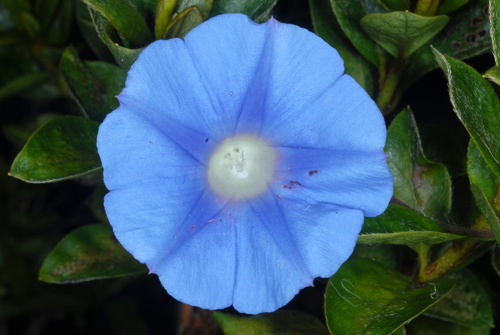Ipomoea hederacea (Ivy morning-glory), non-native California vine