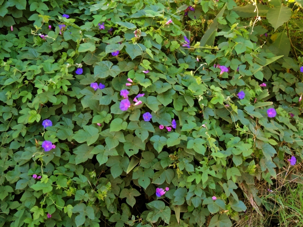 Ipomoea indica (Oceanblue morning glory), non-native California vine