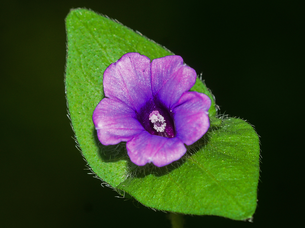 Ipomoea sp. (Morning-glory), non-native California perennial