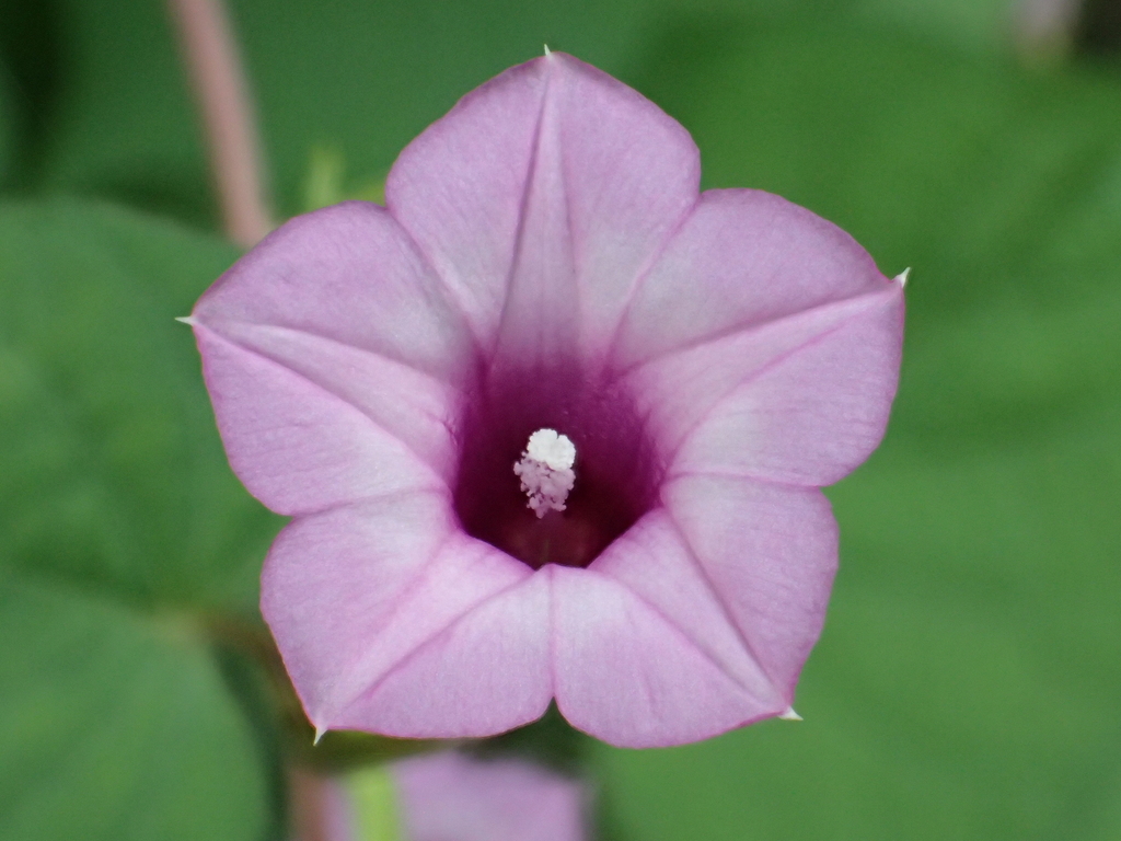 Ipomoea triloba (Little bell morning glory), non-native California vine