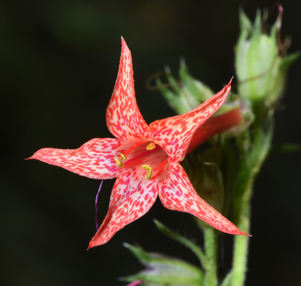 Ipomopsis aggregata subsp. aggregata, native California herb