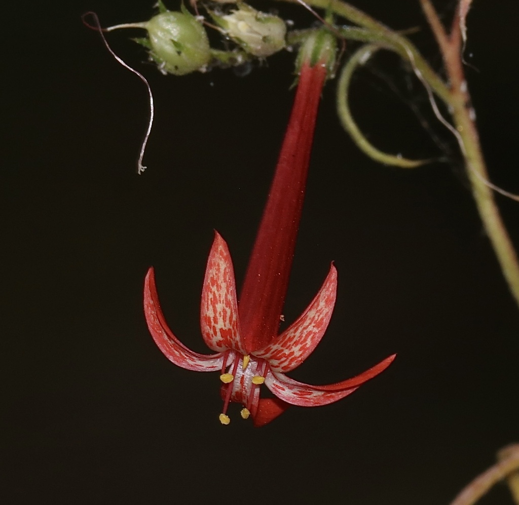 Ipomopsis aggregata subsp. bridgesii, native California herb