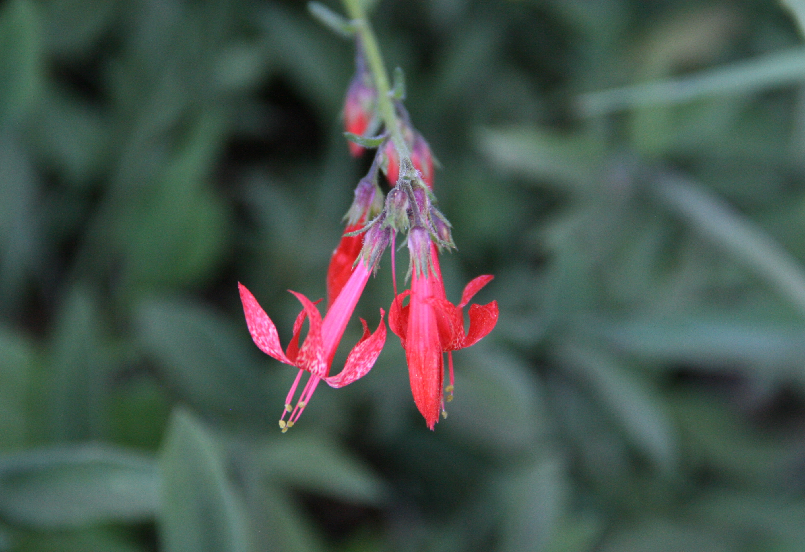 Ipomopsis aggregata (Scarlet gilia), native California herb