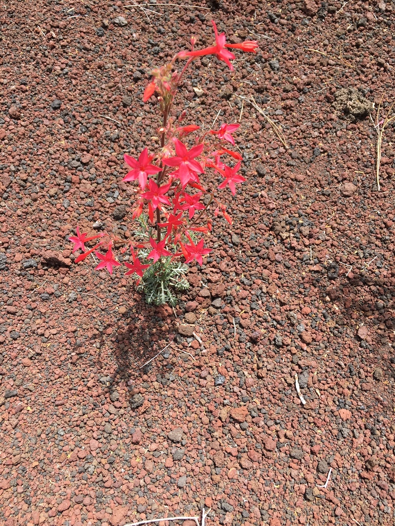 Ipomopsis arizonica (Arizona ipomopsis), native California herb