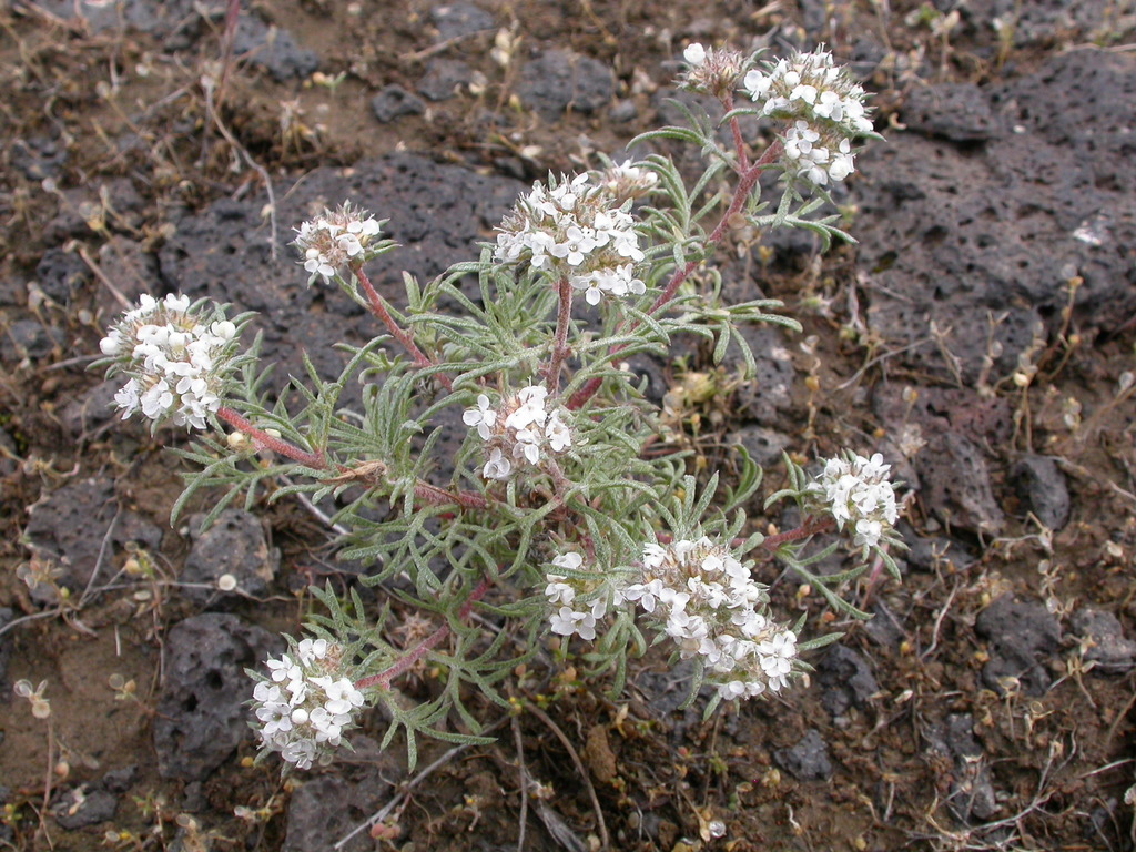 Ipomopsis congesta (Ball headed gilia), native California subshrub