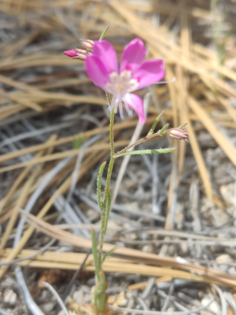 Ipomopsis effusa (Baja california ipomopsis), native California herb