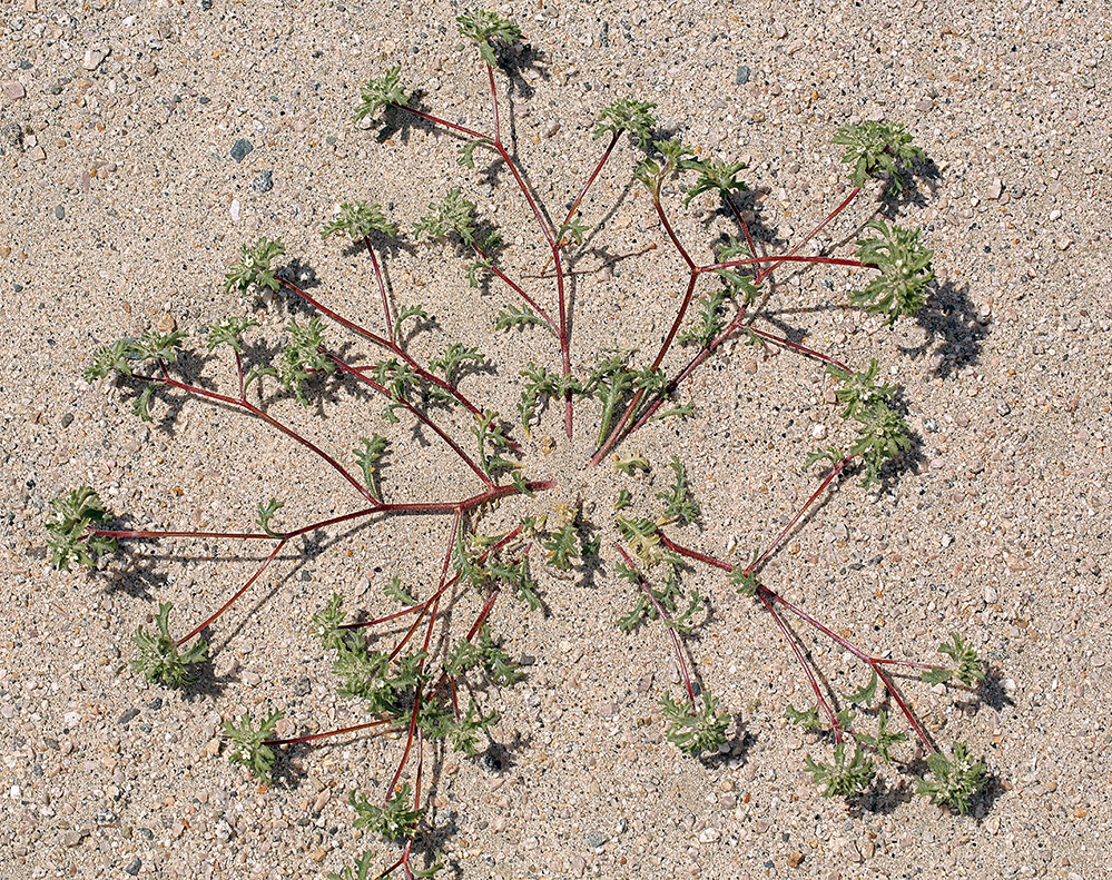 Ipomopsis polycladon (Branching gilia), native California herb