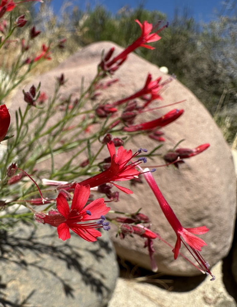 Ipomopsis tenuifolia (Slender-leaved ipomopsis), native California subshrub