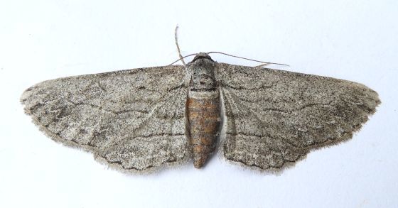 Iridopsis clivinaria, California species