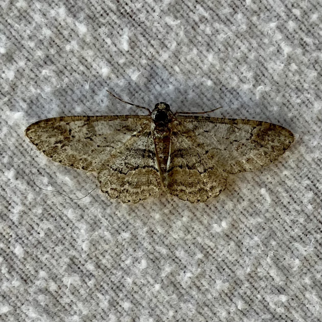 Iridopsis emasculatum, California species