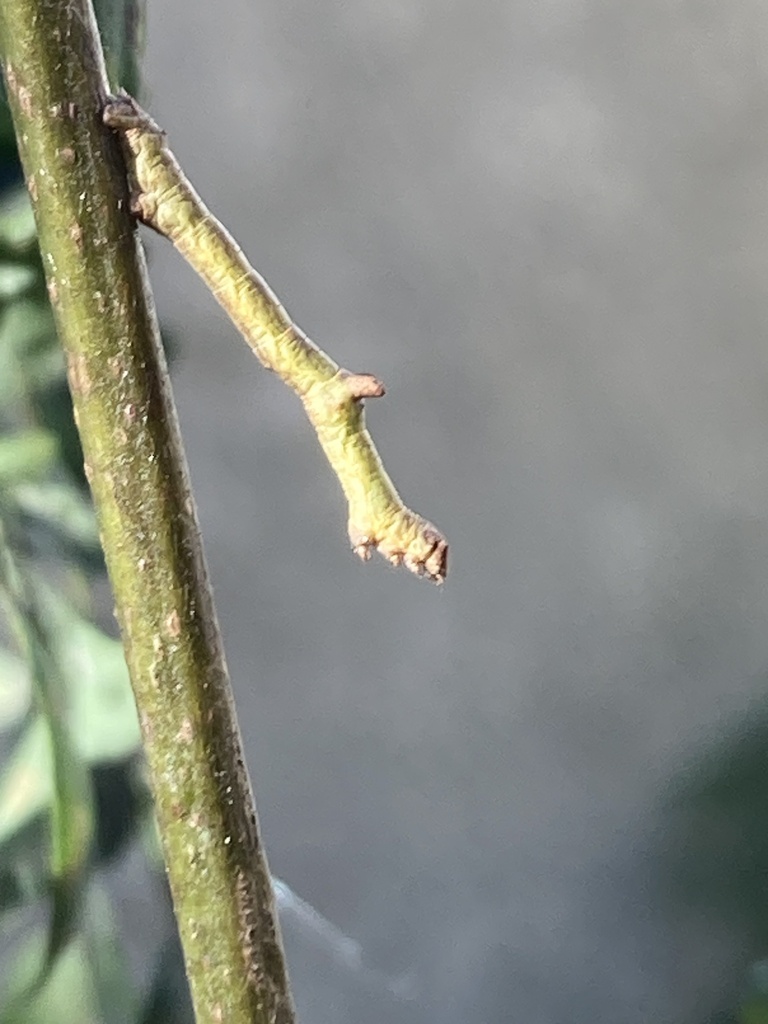 Iridopsis fragilaria, California species
