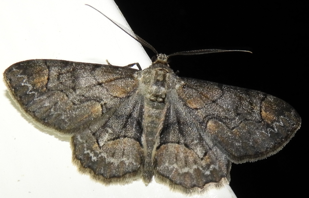 Iridopsis larvaria (Bent-Lined Gray), California species