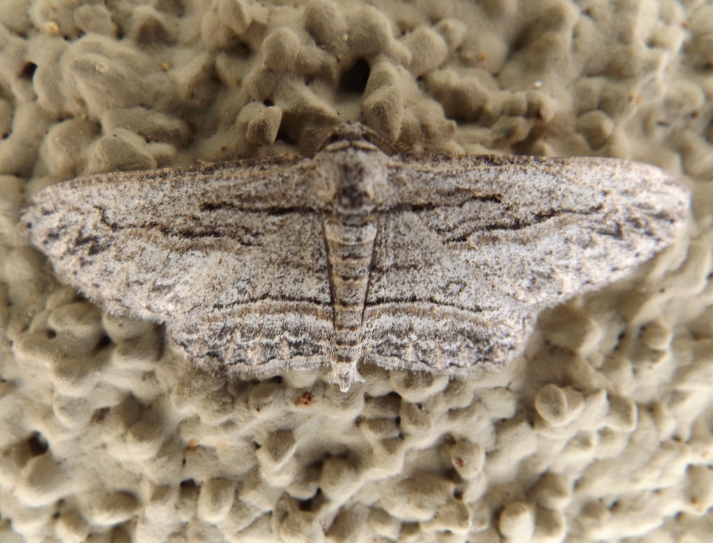 Iridopsis obliquaria (Oblique Looper Moth), California species
