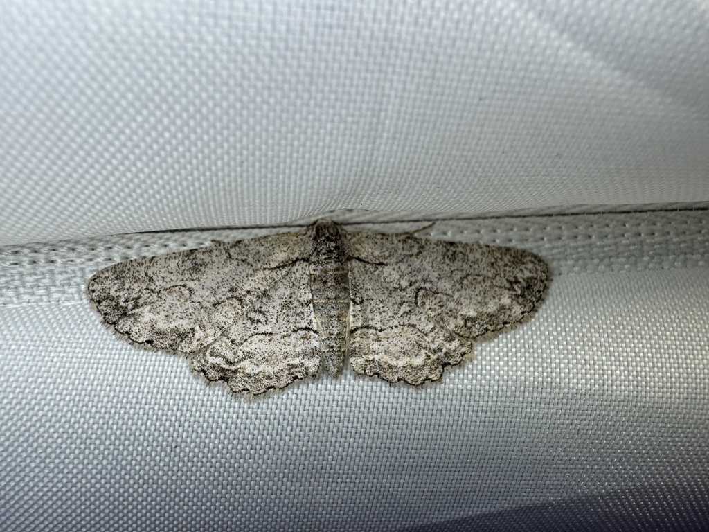 Iridopsis perfectaria (Perfect Iridopsis), California species