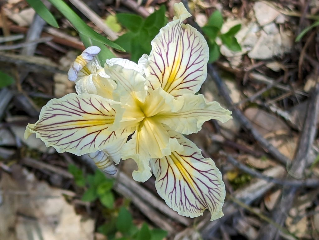Iris bracteata (Siskiyou iris), native California herb