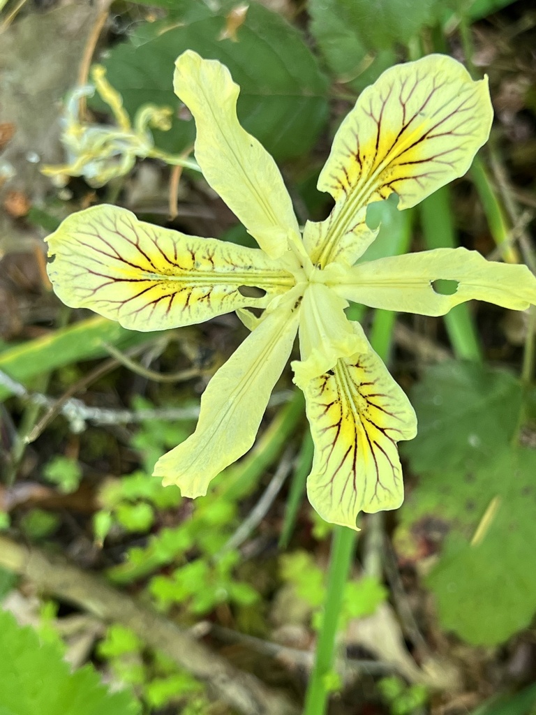 Iris chrysophylla (Yellow-flowered iris), native California herb