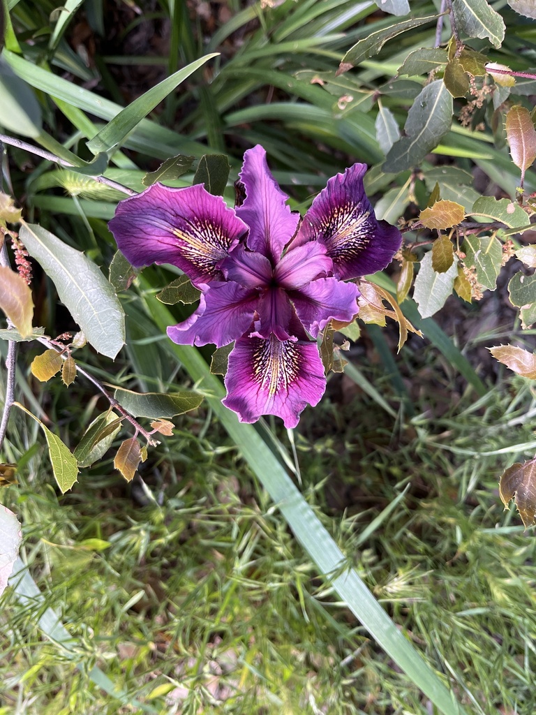 Iris douglasiana (Douglas iris), native California herb