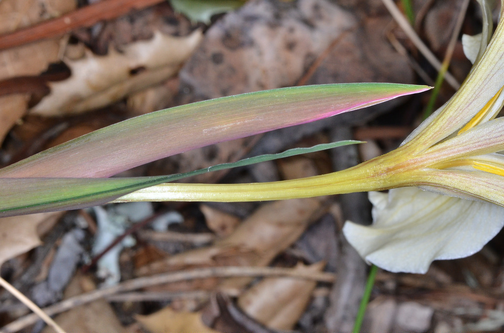 Iris fernaldii (Fernald's iris), native California herb