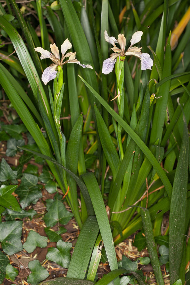 Iris foetidissima (Coral iris), non-native California herb