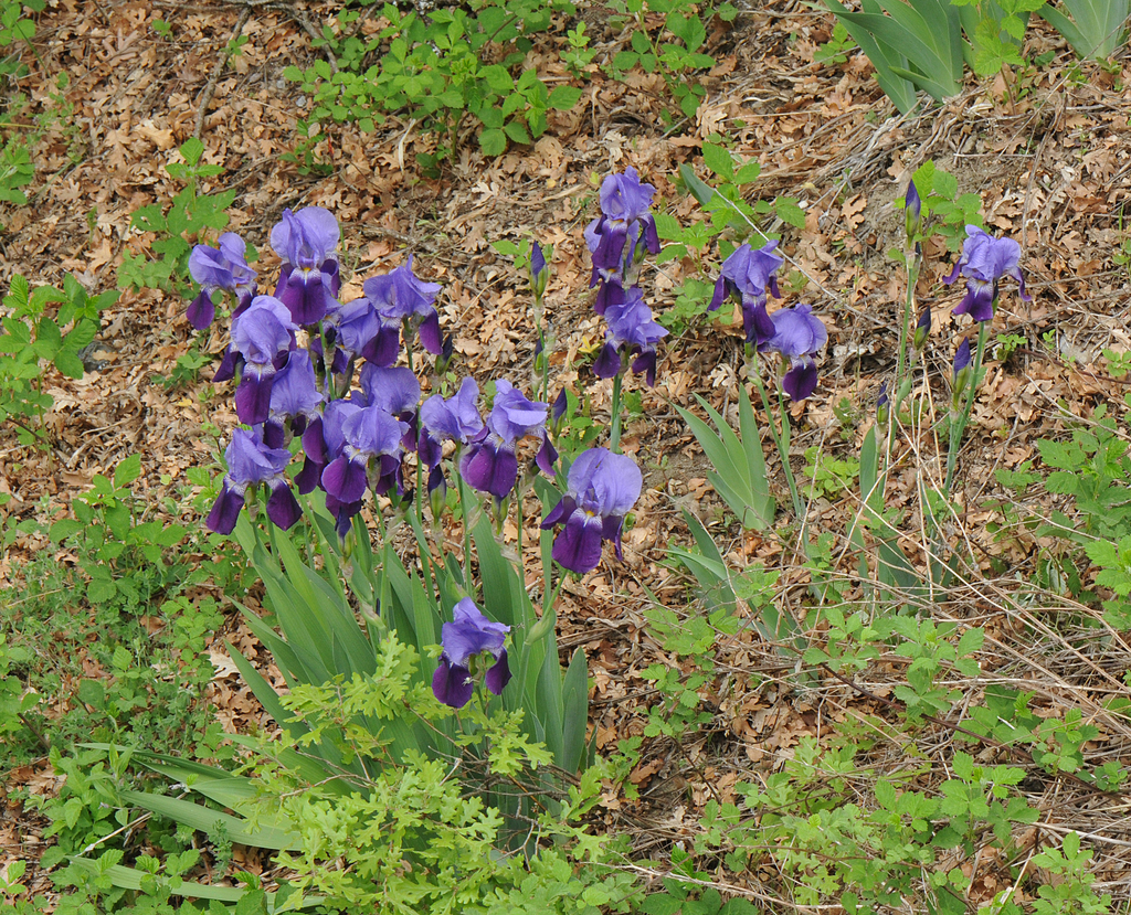 Iris germanica (German iris), non-native California herb