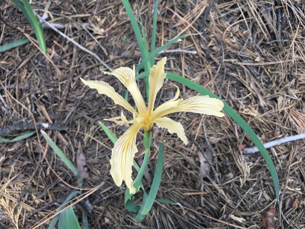 Iris hartwegii — parent species of Iris hartwegii subsp. australis