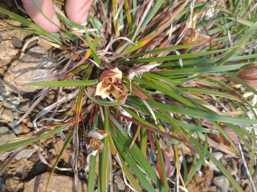Iris innominata (Del norte county iris), native California herb