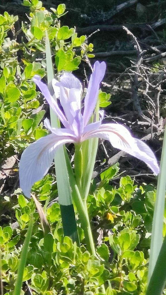 Iris longipetala (Coast iris), native California perennial