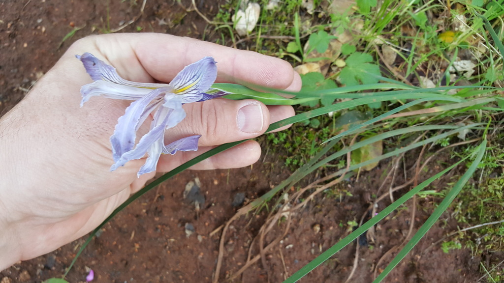 Iris macrosiphon (Bowltube iris), native California herb