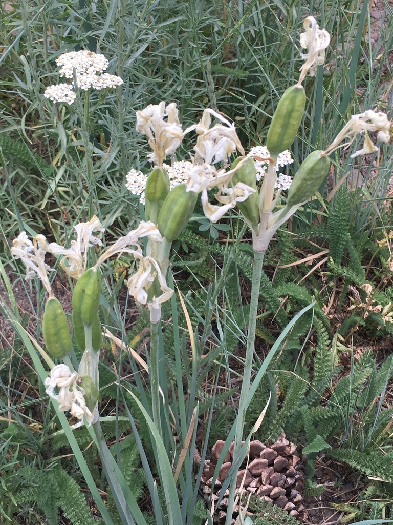 Iris missouriensis (Western blue flag), native California herb