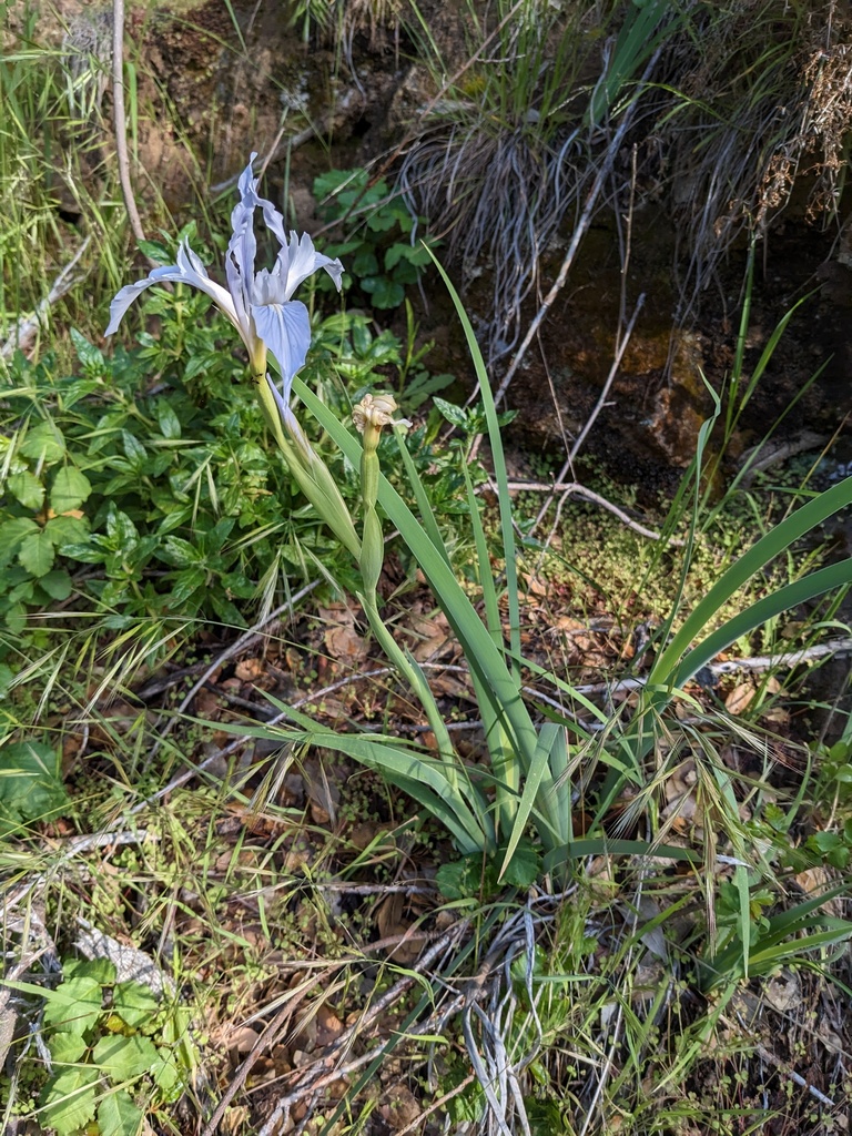 Iris munzii (Munz's iris), native California herb