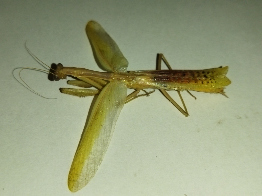 Iris oratoria (Mediterranean Mantis), California species