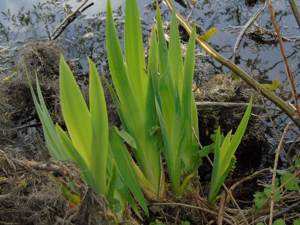 Iris pseudacorus (Horticultural iris), non-native California herb