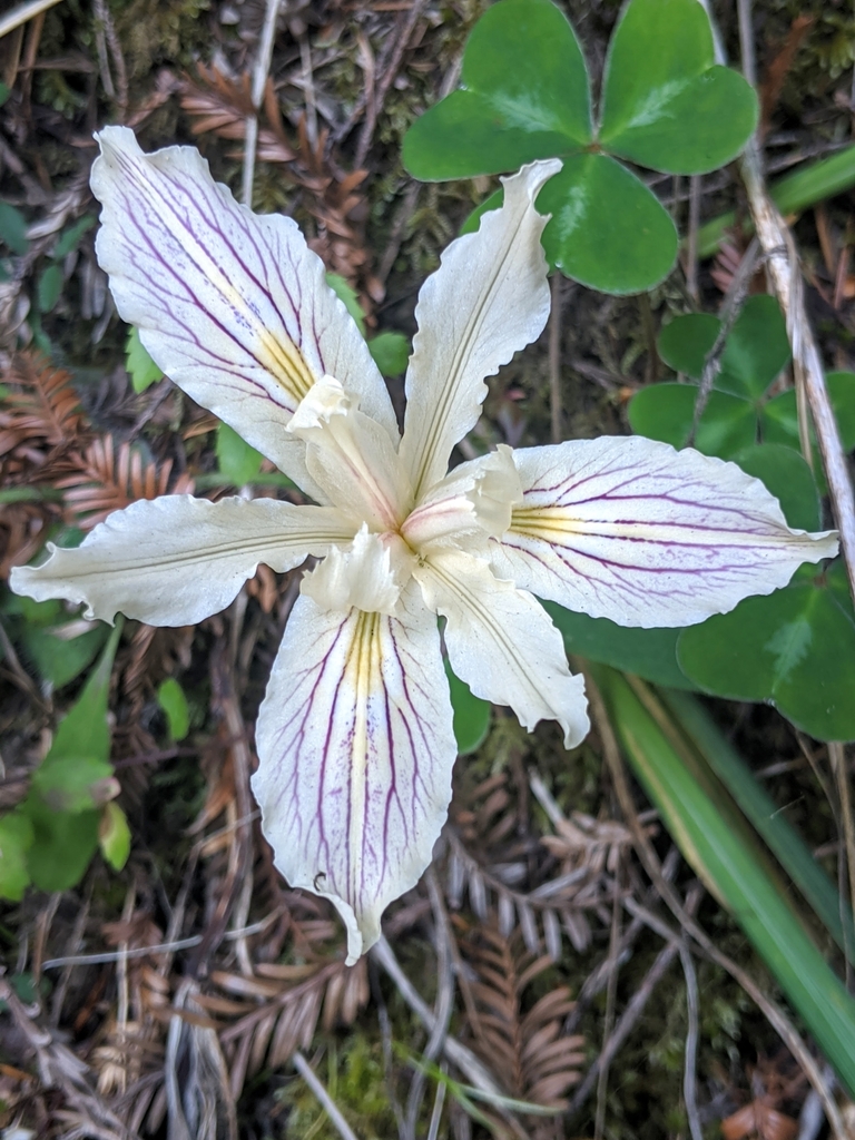 Iris purdyi (Purdy's iris), native California herb