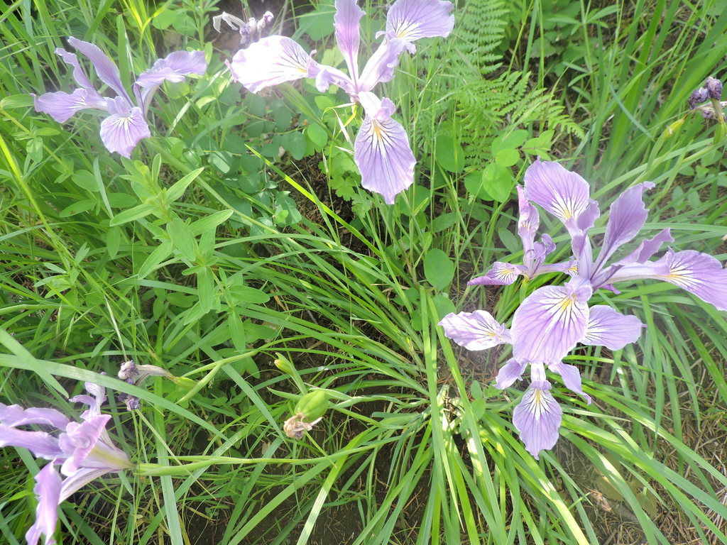 Iris tenax subsp. klamathensis (Orleans iris), native California herb