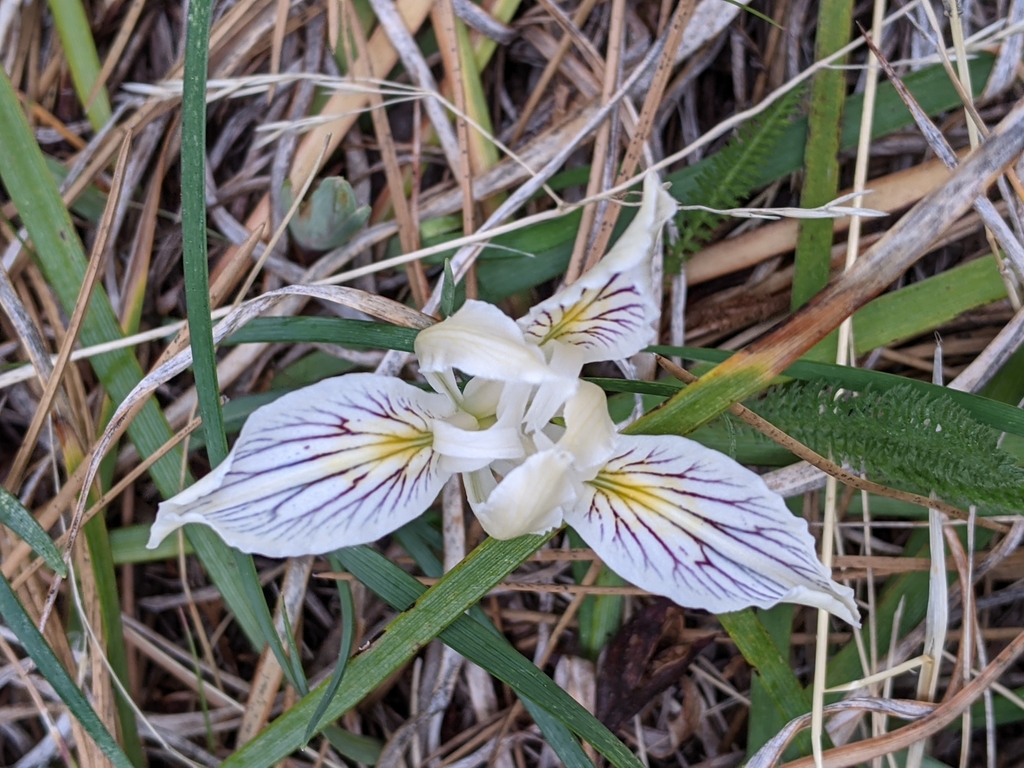 Iris tenuissima — parent species of Iris tenuissima subsp. tenuissima