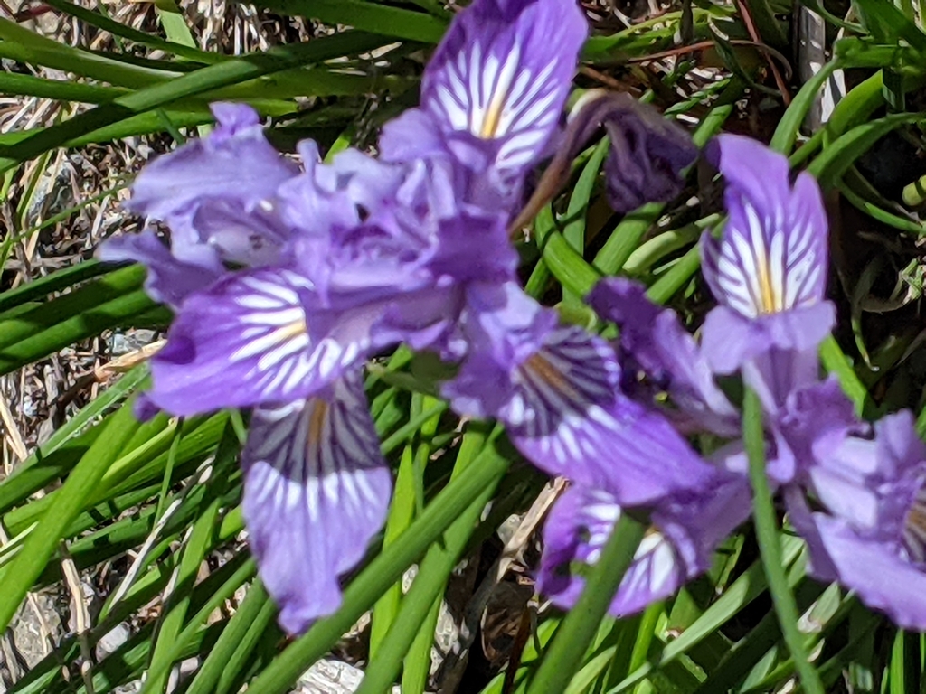 Iris thompsonii (Thompson's iris), native California herb