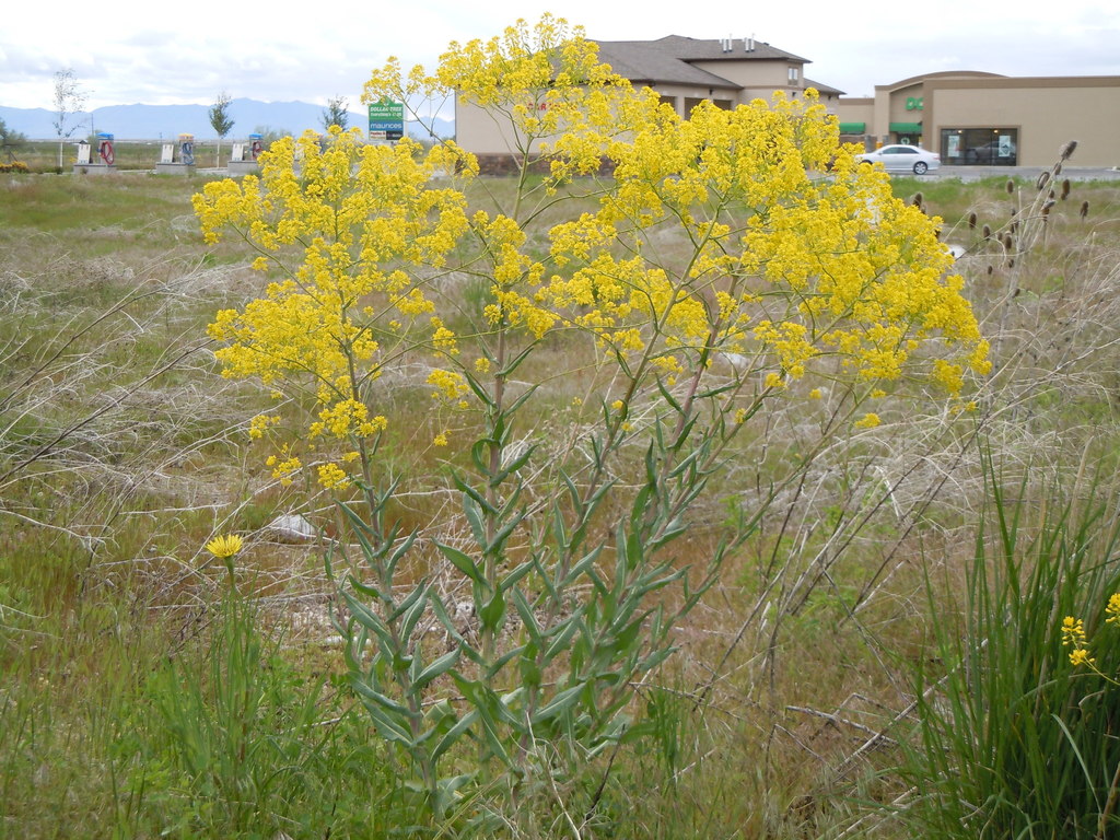 Isatis tinctoria (Woad), non-native California herb