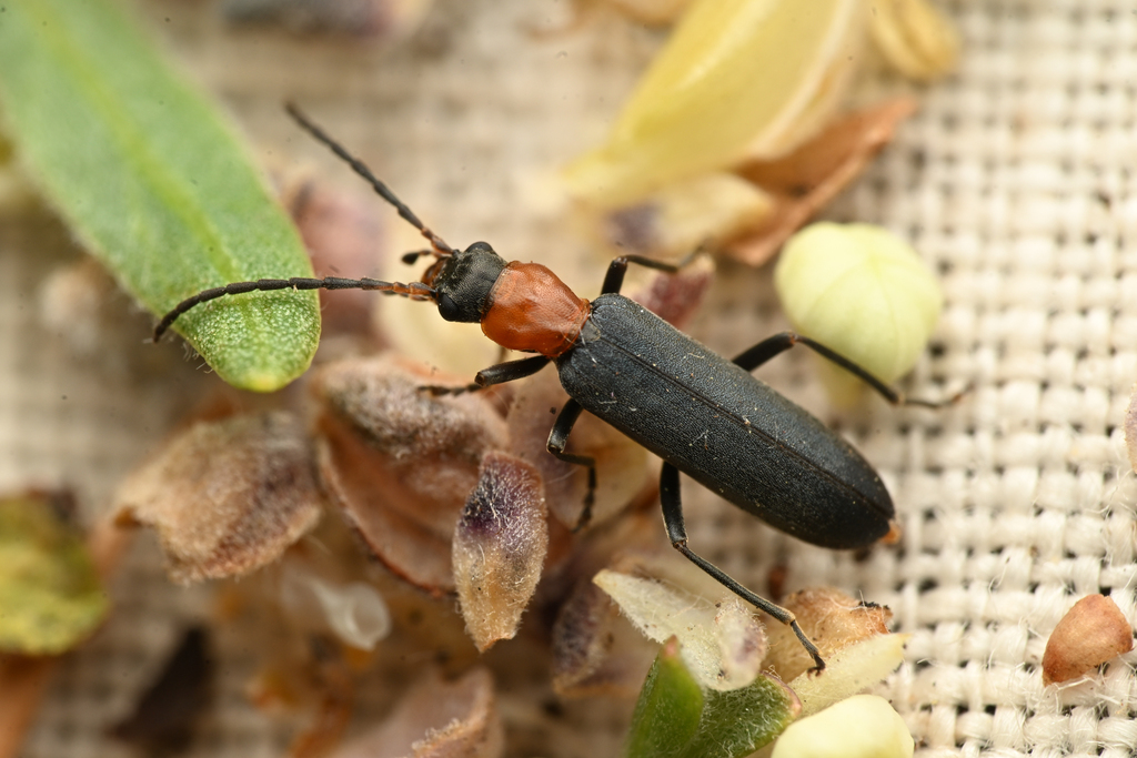 Ischnomera excavata, California species