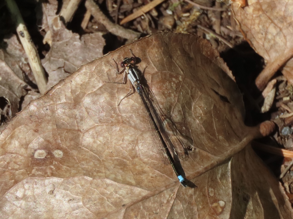 Ischnura cervula (Pacific Forktail), California species
