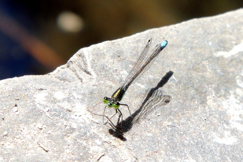 Ischnura denticollis (Black-fronted Forktail), California species