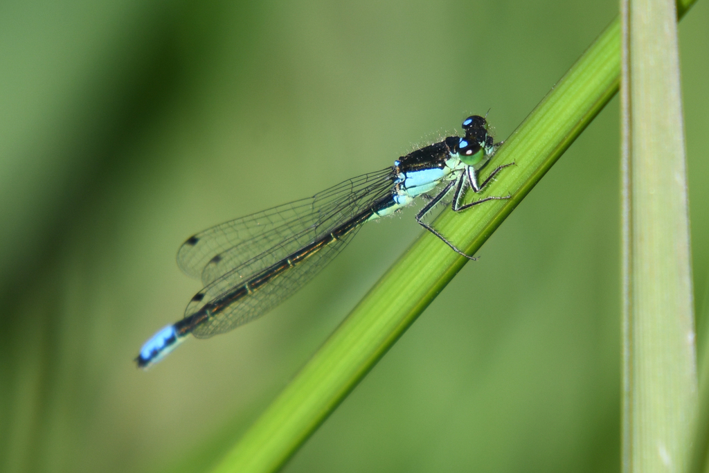 Ischnura gemina (San Francisco Forktail Damselfly), California species