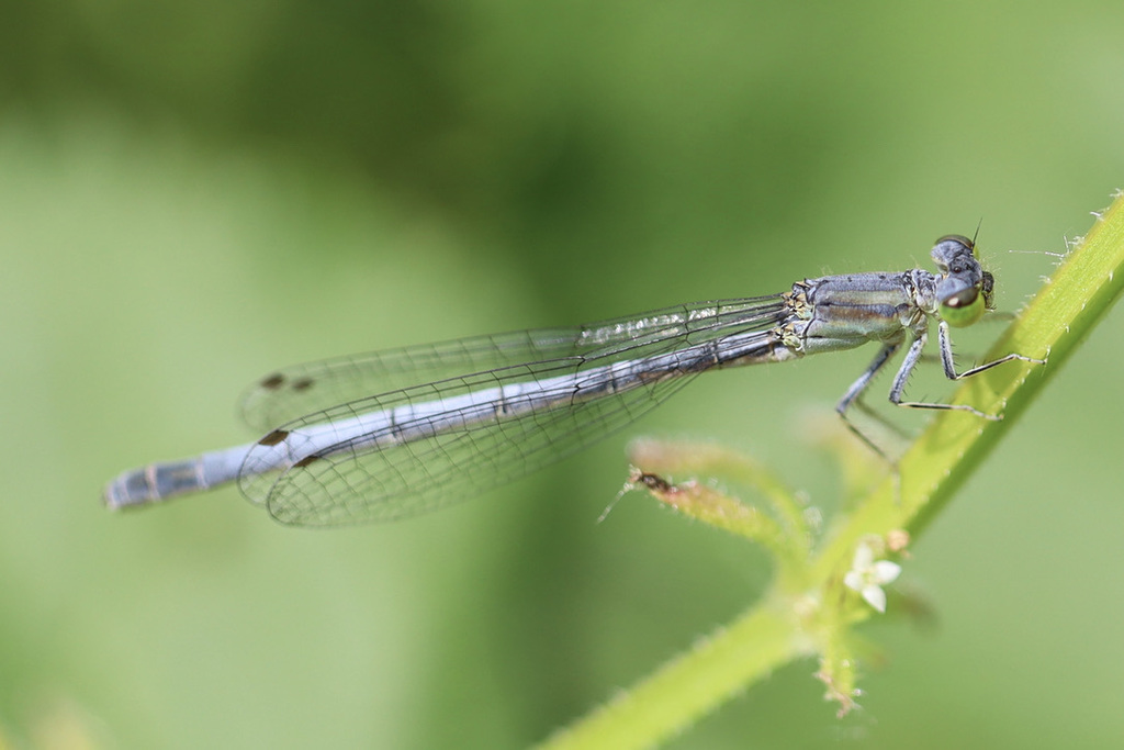 Ischnura perparva (Western Forktail), California species