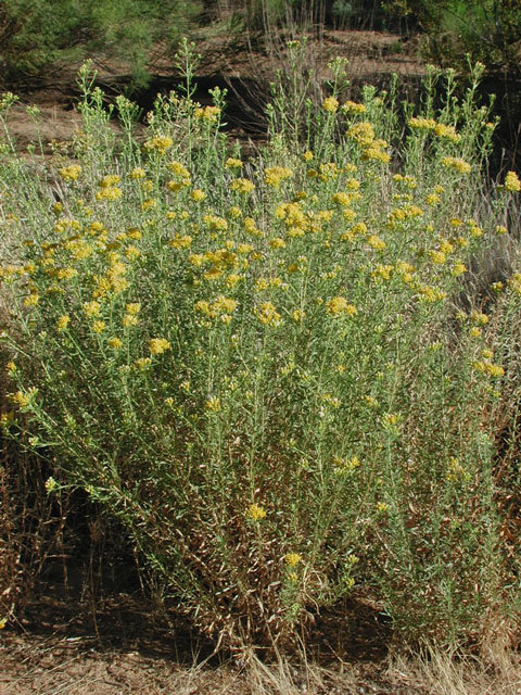 Isocoma acradenia var. bracteosa (Bracted alkali goldenbush), native California subshrub