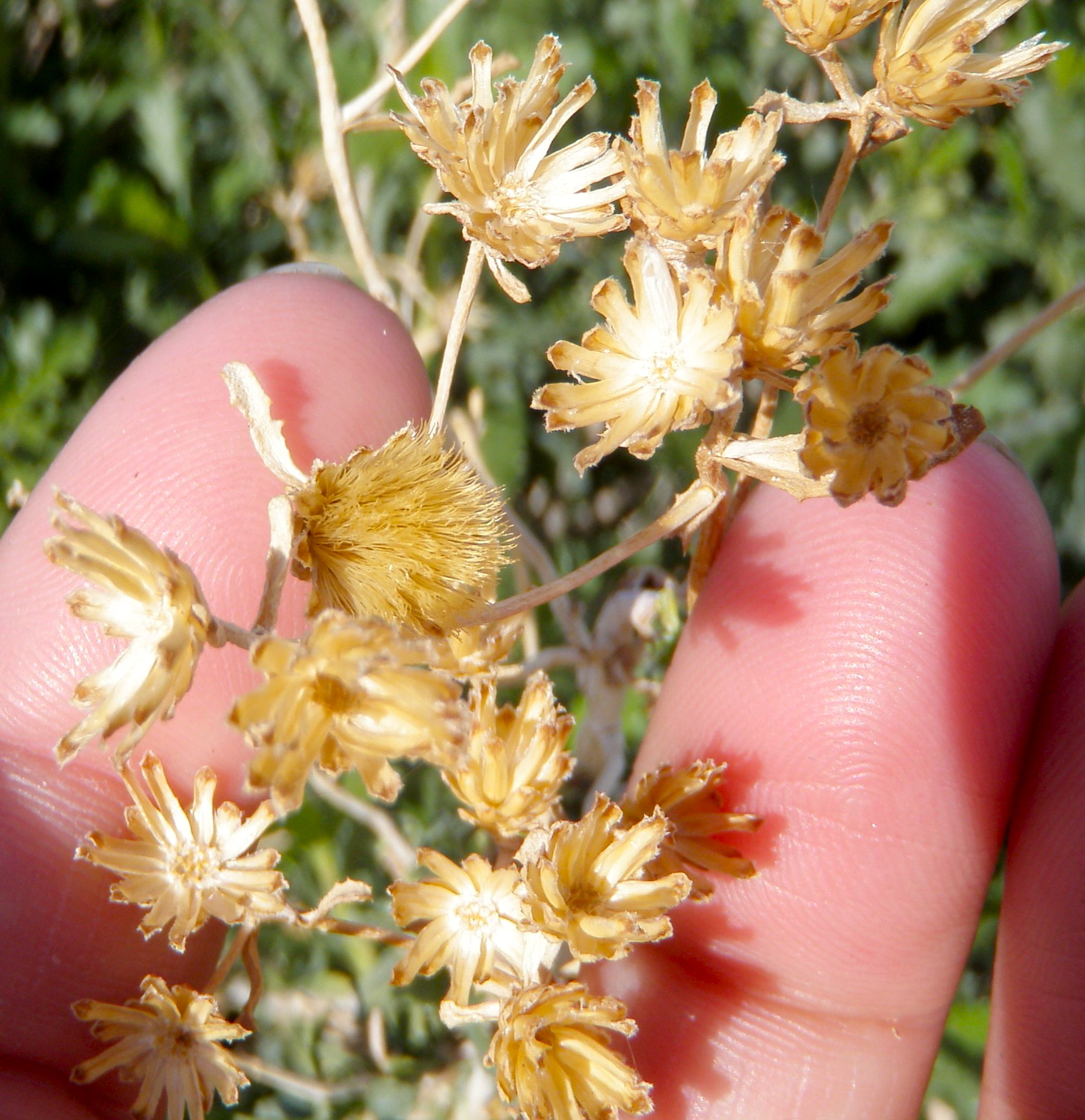 Isocoma acradenia var. eremophila (Solitary leaved alkali goldenbush), native California subshrub