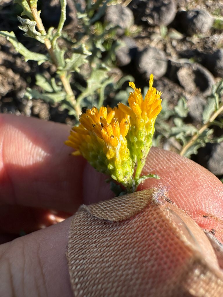 Isocoma arguta (Carquinez goldenbush), native California subshrub
