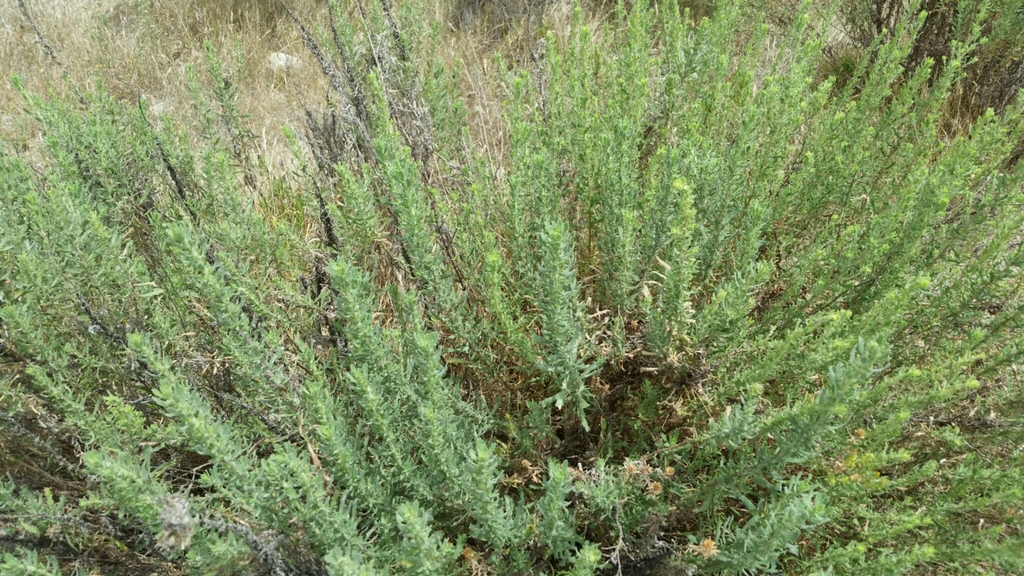 Isocoma menziesii var. decumbens (Decumbent goldenbush), native California subshrub