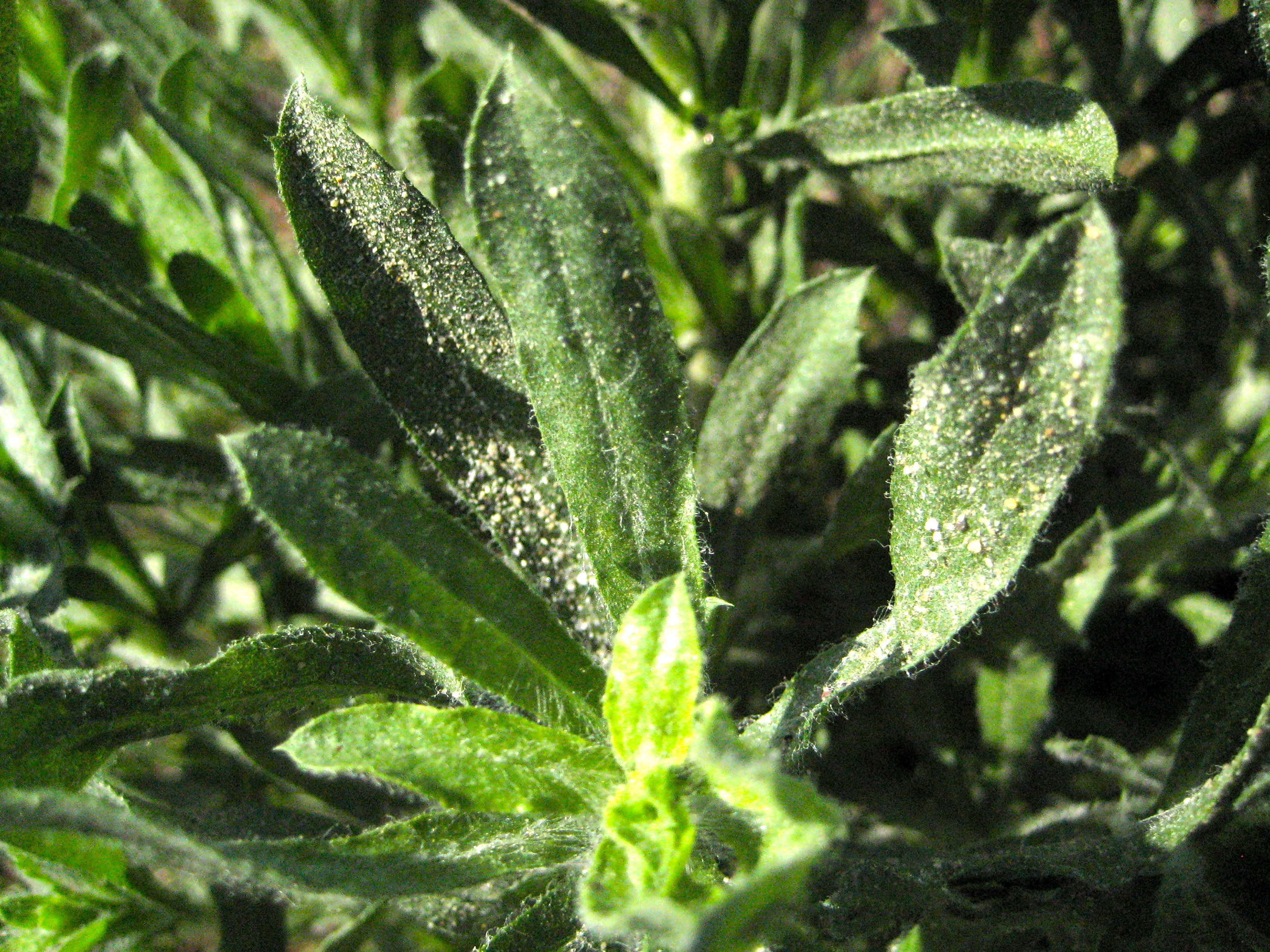 Isocoma menziesii var. menziesii (Menzies' goldenbush), native California subshrub